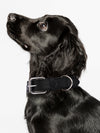 Leather Collars for Strong Dogs - 